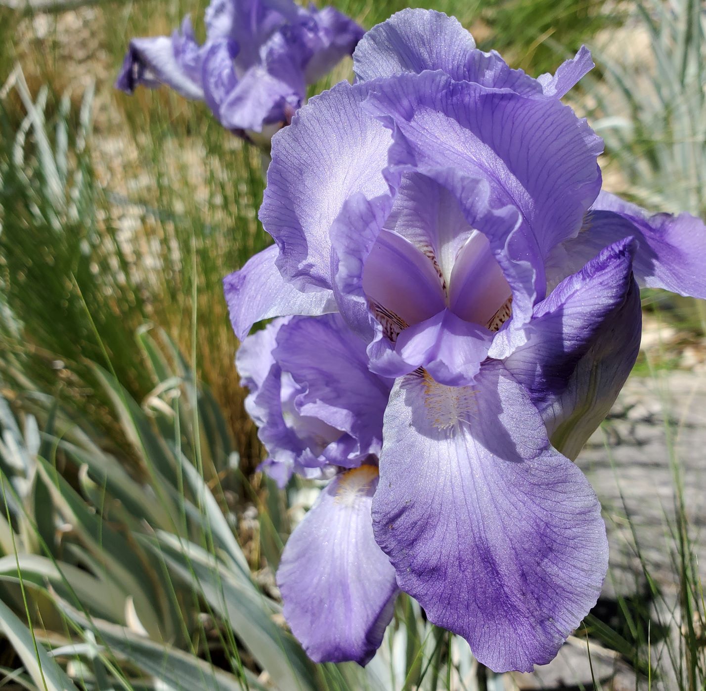 White Dalmatian Iris